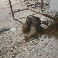 خرگوش ماده|موش و خرگوش|لردگان, |دیوار