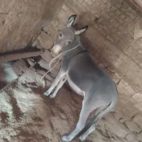 الاغ|حیوانات مزرعه|بجنورد, |دیوار