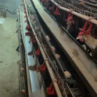 فروش مرغ محلی تخم گذار