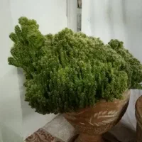 کاکتوس صخره ای