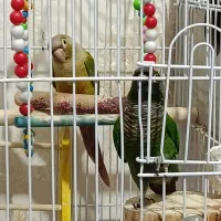 گرینجیک تست داده شده اناناسی نر اون یکی ماده
