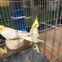 عروس هلندی لوتینو