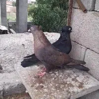 کبوتر زاغ|پرنده|مینودشت, |دیوار