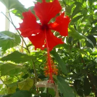 زمین‌زراعی‌وباغبانی