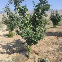 فروش باغ|فروش زمین و ملک کلنگی|کیاسر, |دیوار