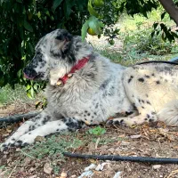 ماده قدرینجونی واگذاری