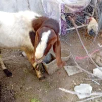 یک عددپازن گلابی ویک عددبزگلابی