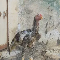 لاری اوشامو وارداتی|حیوانات مزرعه|شیراز, ده پیاله|دیوار