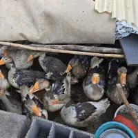 غاز ۴ ماهه درشت