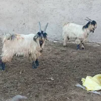 بیگ نر روزگاری مخسوس بز میش