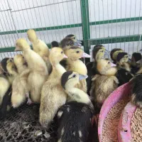 جوجه اردک اسرائیلی روسی سیکا|حیوانات مزرعه|تهران, عبدل‌آباد|دیوار