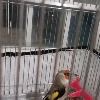 سهر گوش سفید بافتی|پرنده|کرمان, |دیوار