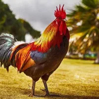 زمین مسکونی وباغ علی بلاغی