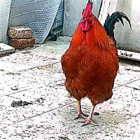 خروس  مرغ گیر