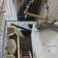 پرنده عروس