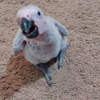 جوجه کاسکو ۲۵ روزه