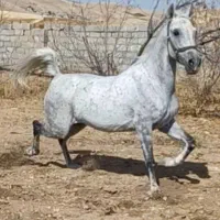 اسب و مادیان