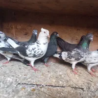 کفتر بلندگر