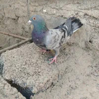 دو عدد جوجه پلاکی|پرنده|بافت, |دیوار