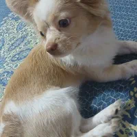 سگ مالتیز واگذاری|سگ|اسلامشهر, شهرک قائمیه|دیوار