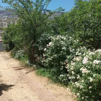 اجاره-باغ-ویلا