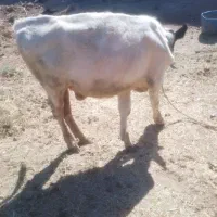 گوساله‌ماده‌هشت‌ماه