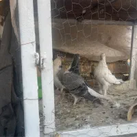 دوتا سینه دم پاک یه دست کر هم