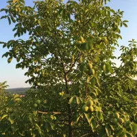 گـردو پربار و دیرگل سرمایهگذاری امن|خدمات باغبانی و درختکاری|رشت, منظریه|دیوار