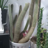 کاکتوس.معاوضه|گل و گیاه طبیعی|سهند, |دیوار