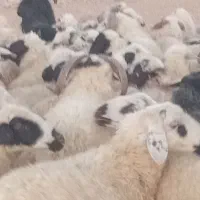 گوسفند داشت میش  بز قوچ|حیوانات مزرعه|اقلید, |دیوار