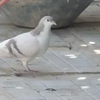 کبوتر چادری|پرنده|تهران, امانیه|دیوار