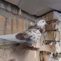 کبوتر پرشی.رنگی .مسافتی