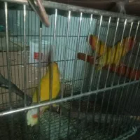 کلش ، کالاف ، فری فایر طاق|کنسول، بازی ویدئویی و آنلاین|قم, سراجه (۱۵ خرداد)|دیوار