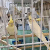 دو عدد عروس هلندی نر و ماده خوشگل