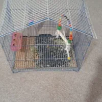 عروس هلندی نر|پرنده|دهلران, |دیوار