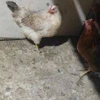 6عدد مرغ رسمی شمالی همه کرچ شو تخمگذار