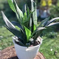 گلهای سالم اپارتمانی