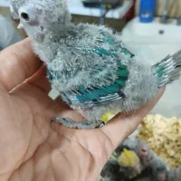 جوجه سرلاکی