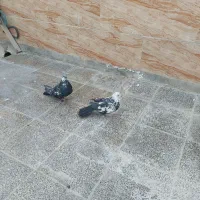 کبوتر اصفهانی|پرنده|برخوار, |دیوار