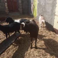 انواع بز نژاد دار|حیوانات مزرعه|زهان, |دیوار