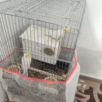 یه جفت عروس هلندی لوتینو