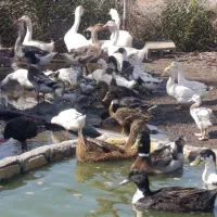 مرغ خروس غاز خاماگور