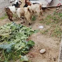 چپش مس چهارتا نر