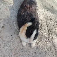 خرگوش|موش و خرگوش|تربتحیدریه, منصوریه|دیوار