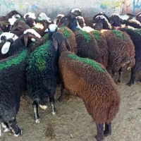 بره نر سبک افشاری سرخ|حیوانات مزرعه|مشهد, طرق|دیوار