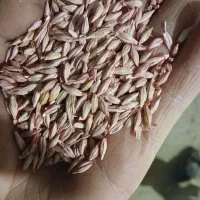 بذر جو بهمن و جو دیم(قره آرپا)