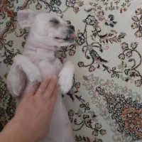 واگذاری سگ|سگ|اصفهان, فرهنگیان|دیوار