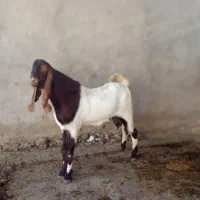 400000000|حیوانات مزرعه|اهواز, اهواز|دیوار