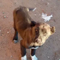 سگ محلی|سگ|بناب, |دیوار