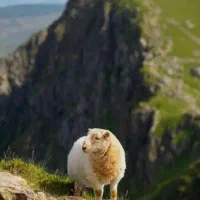 بره.پرواری افشارمغانسنگسرشال سنقور